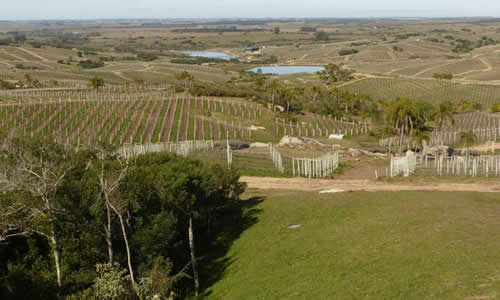 enologia uruguay